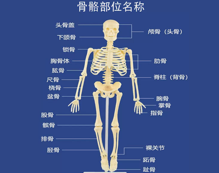 兒童教學小型教具人體骨架骨骼模型仿真骷髏